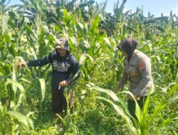 Polsek Gedangan Jadikan Tanaman Jagung, Unggulan Swasembada Pangan Desa Punggul 