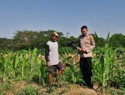 Polsek Krian Optimalkan Pertumbuhan Jagung Wujudkan Ketahanan Pangan 