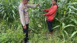 Polsek Tarik Dampingi Pengelolahan Tanaman Jagung di Desa Kemuning, untuk Ketahanan Pangan