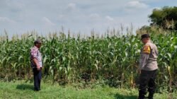 Dukung Ketahanan Pangan, Polsek Tulangan Gandeng Petani Optimalkan Tanaman Jagung Agar Berhasil