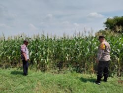 Dukung Ketahanan Pangan, Polsek Tulangan Gandeng Petani Optimalkan Tanaman Jagung Agar Berhasil