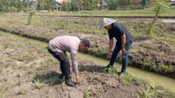 Polsek Wonoayu Cek Perkembangan Jagung di Desa Popoh, Wujudkan Swasembada Pangan 