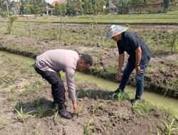 Polsek Wonoayu Cek Perkembangan Jagung di Desa Popoh, Wujudkan Swasembada Pangan 