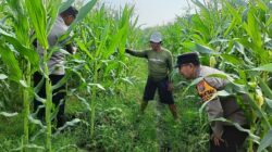 Polsek Porong Patroli Ketahanan Pangan di Desa Kesambi
