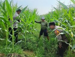Polsek Porong Patroli Ketahanan Pangan di Desa Kesambi