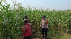 Polsek Balongbendo Dampingi Petani Rawat Jagung Hibrida Wujudkan Swasembada Pangan 
