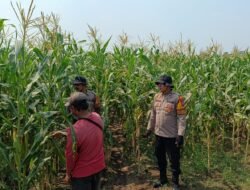 Polsek Balongbendo Dampingi Petani Rawat Jagung Hibrida Wujudkan Swasembada Pangan 