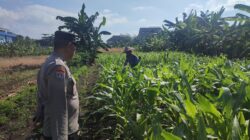 Polisi Dampingi Perawatan Lahan P2B, Perkuat Swasembada Pangan dan Tingkatkan Ekonomi Warga