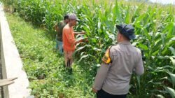Sinergi Polisi dan Petani Kelola Lahan Jagung, Sukseskan Swasembada Pangan
