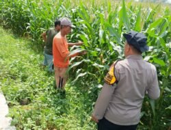 Sinergi Polisi dan Petani Kelola Lahan Jagung, Sukseskan Swasembada Pangan