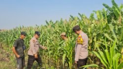 Bhabinkamtibmas Polsek Candi Intensif Dampingi Petani, Pastikan Tanaman Jagung Tumbuh Optimal