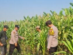 Bhabinkamtibmas Polsek Candi Intensif Dampingi Petani, Pastikan Tanaman Jagung Tumbuh Optimal