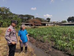 Polsek Taman Optimalkan Ketahanan Pangan Tanaman Jagung