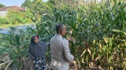 Bhabinkamtibmas Polsek Prambon Pantau Pertumbuhan Jagung, Sukseskan Ketahanan Pangan 