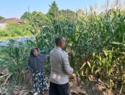 Bhabinkamtibmas Polsek Prambon Pantau Pertumbuhan Jagung, Sukseskan Ketahanan Pangan 