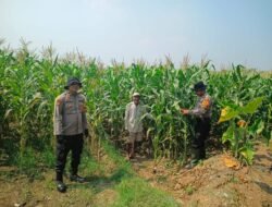 Dukung Swasembada Pangan, Anggota Polsek Balongbendo Tinjau Tanaman Jagung Hibrida di Desa Singkalan