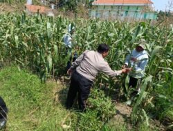 Dukung Ketahanan Pangan, Polsek Sidoarjo Kota Dampingi Petani Rawat Jagung
