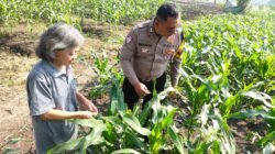 Polsek Taman Masifkan Patroli Ketahanan Pangan, Motivasi Petani Jagung