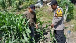Bhabinkamtibmas Polsek Taman Patroli Lahan Jagung, Perkuat Dukungan Ketahanan Pangan 