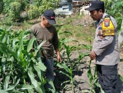 Bhabinkamtibmas Polsek Taman Patroli Lahan Jagung, Perkuat Dukungan Ketahanan Pangan 