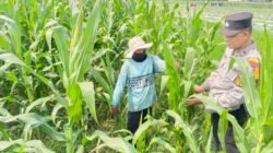 Polsek Tarik Dampingi Petani Jagung di Desa Kedungbocok, untuk Sukseskan Ketahanan Pangan
