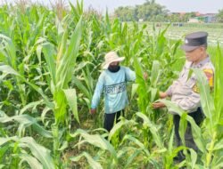 Polsek Tarik Dampingi Petani Jagung di Desa Kedungbocok, untuk Sukseskan Ketahanan Pangan