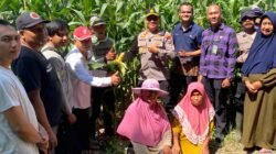 Dukung Swasembada Pangan, Kapolsek Balongbendo Cek Lahan Jagung Hibrida Siap Panen