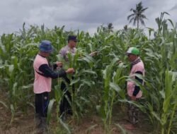 Wujudkan Swasembada Pangan, Polsek Sidoarjo Kota Dampingi Petani Jagung