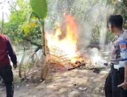 Gerak Cepat Tindak Laporan Warga, Polsek Tulangan Musnahkan Arena Sabung Ayam 