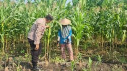 Polsek Candi Dampingi Petani Pantau Pertumbuhan Jagung Dukung Ketahanan Pangan