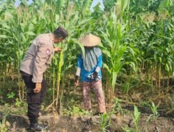 Polsek Candi Dampingi Petani Pantau Pertumbuhan Jagung Dukung Ketahanan Pangan