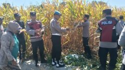 Polresta Sidoarjo Dorong Swasembada Pangan, Berhasil Panen Raya Jagung Hibrida di Porong 
