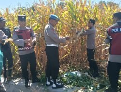 Polresta Sidoarjo Dorong Swasembada Pangan, Berhasil Panen Raya Jagung Hibrida di Porong 