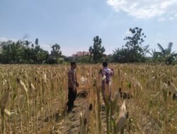 Menjaga Asa di Ladang Rakyat: Polsek Tarokan Kawal Swasembada Pangan Lewat Pendekatan Humanis