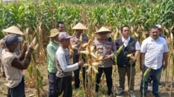 Polisi, Perangkat Desa dan Petani Kompak Sukseskan Ketahanan Pangan di Balongbendo