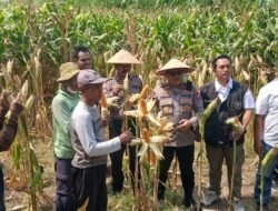Polisi, Perangkat Desa dan Petani Kompak Sukseskan Ketahanan Pangan di Balongbendo
