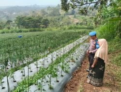 Bhabinkamtibmas Sambangi Lahan Cabai, Dukung Ketahanan Pangan Bersama Warga