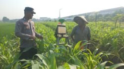 Polsek Wonoayu Pantau Lahan Jagung Desa Popoh Dukung Swasembada Pangan