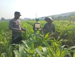 Polsek Wonoayu Pantau Lahan Jagung Desa Popoh Dukung Swasembada Pangan
