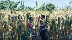 BHABINKAMTIBMAS SUKOREJO GERAKKAN MASYARAKAT MANFAATKAN LAHAN DUKUNG KETAHANAN PANGAN NASIONAL
