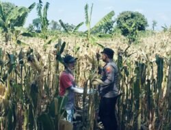 BHABINKAMTIBMAS SUKOREJO GERAKKAN MASYARAKAT MANFAATKAN LAHAN DUKUNG KETAHANAN PANGAN NASIONAL