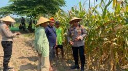 Dukung Ketahanan Pangan, Kapolsek Balongbendo Ajak Diskusi Petani Siapkan Panen Jagung