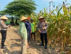 Dukung Ketahanan Pangan, Kapolsek Balongbendo Ajak Diskusi Petani Siapkan Panen Jagung
