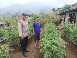 Bhabinkamtibmas Polsek Nongkojajar Dampingi Warga Pantau Tanaman Tomat Dukung Program Ketahanan Pangan Nasional