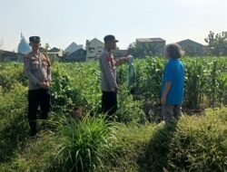 Bhabinkamtibmas Polsek Taman Masifkan Penyuluhan Ketahanan Pangan, Dukung Swasembada Jagung