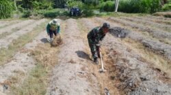 Dukung Ketahanan Pangan, Sertu Harianto Dampingi Petani Penyiapan Lahan Sawah Di Desa Ngoran