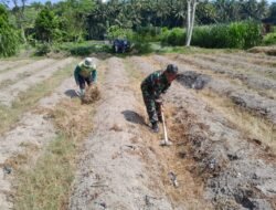 Dukung Ketahanan Pangan, Sertu Harianto Dampingi Petani Penyiapan Lahan Sawah Di Desa Ngoran
