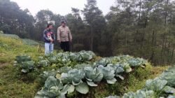 Bhabinkamtibmas Blarang Rutin Monitoring Tanaman Kubis Agar Tumbuh Sesuai Harapan