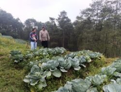 Bhabinkamtibmas Blarang Rutin Monitoring Tanaman Kubis Agar Tumbuh Sesuai Harapan