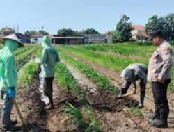 Polsek Prambon Masifkan Pendampingan Petani, Optimalkan Lahan Jagung Dukung Ketahanan Pangan